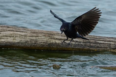 Blackbird in Flight