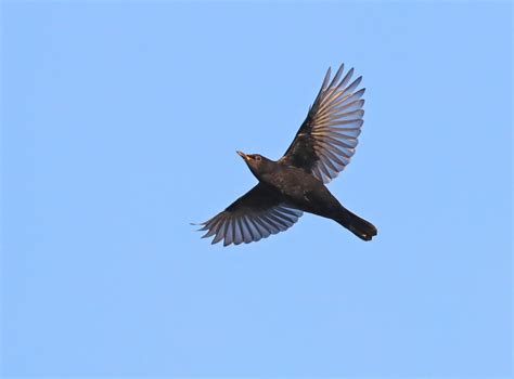 Blackbird Flight Call