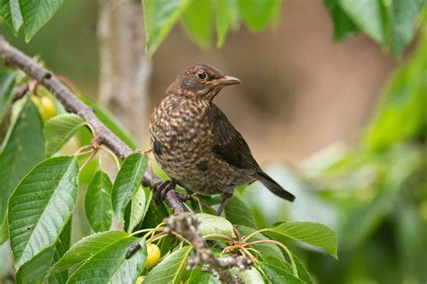 Blackbird Habitat