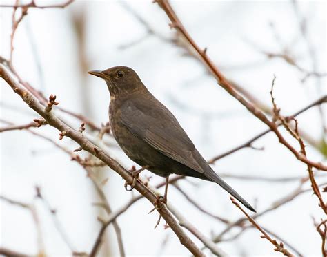 Blackbird Identification