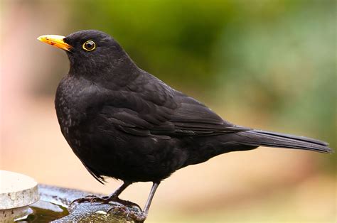 Blackbird Images