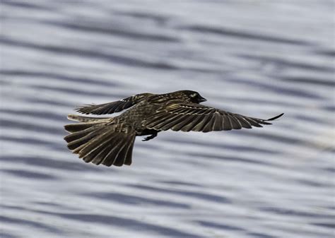 Blackbird in flight