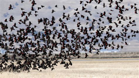 Blackbird Migration