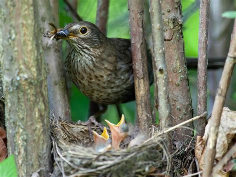 Blackbird Nesting