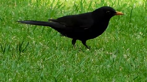 Blackbird predators