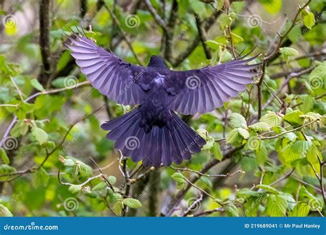 Blackbird Wingspan