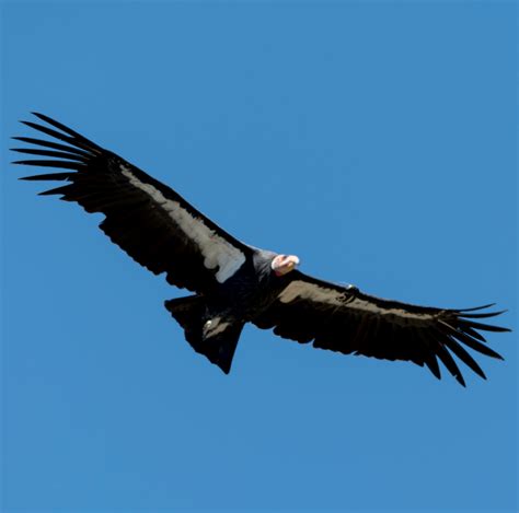 Blackbird wingspan