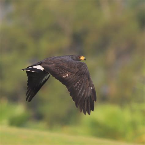 Blackhawk Birdwatching