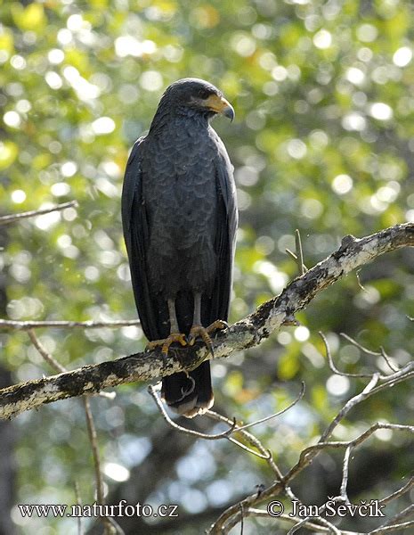 Blackhawk Wildlife