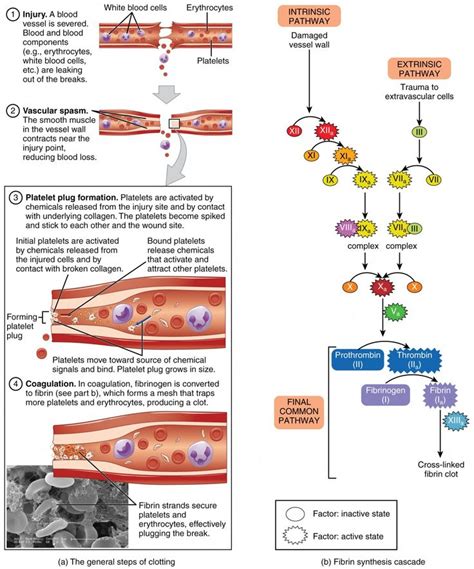 Tips to promote blood clot stability