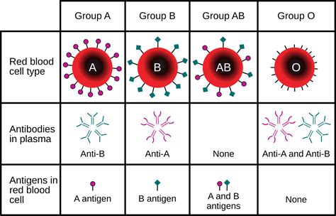 Blood group and type label