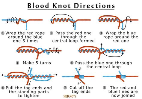 Blood Knot Diagram