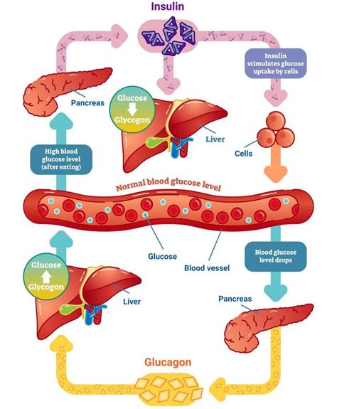 Cantaloupe and Blood Sugar Regulation