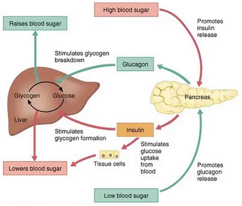 Blood sugar regulation