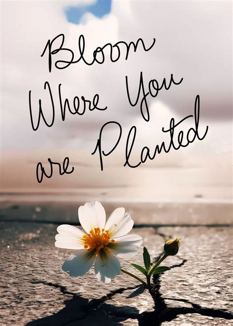 Bloom Where You Are Planted