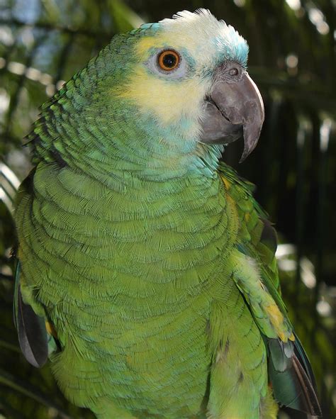 A Blue Fronted Amazon parrot perched on a branch