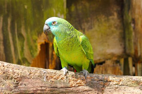 A Blue Fronted Amazon parrot flying in its aviary