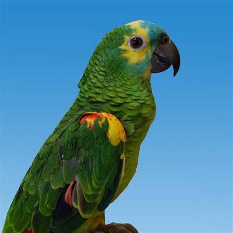 A Blue Fronted Amazon parrot playing with a toy