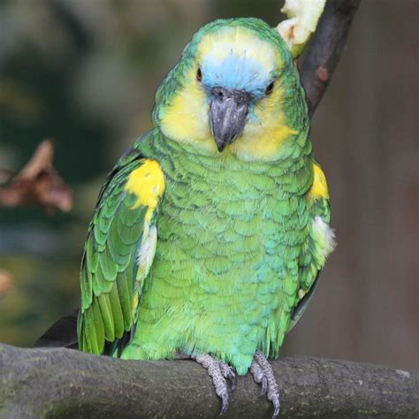 A Blue Fronted Amazon parrot cuddling with its owner