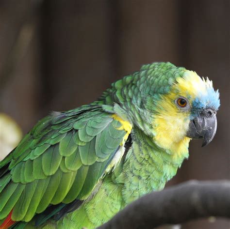 A Blue Fronted Amazon parrot perched on a swing