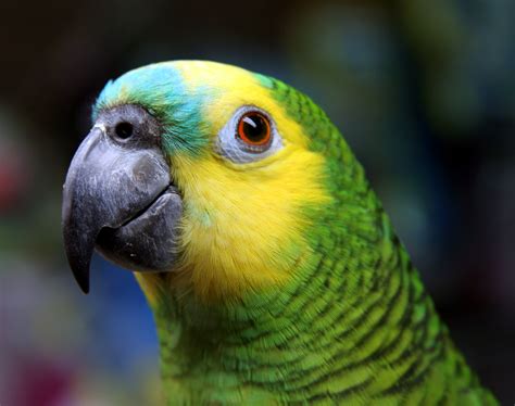 A Blue Fronted Amazon parrot playing with a mirror