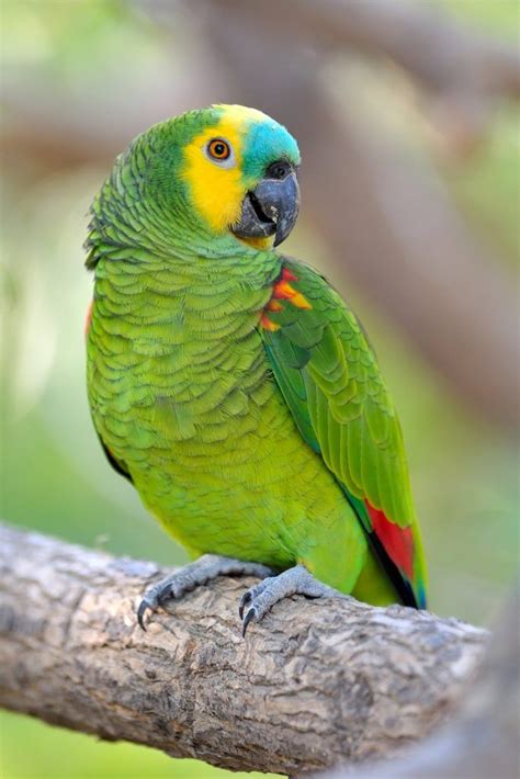 A Blue Fronted Amazon parrot snuggling with its owner