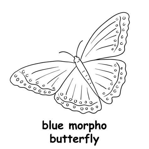 Blue morpho butterfly coloring page