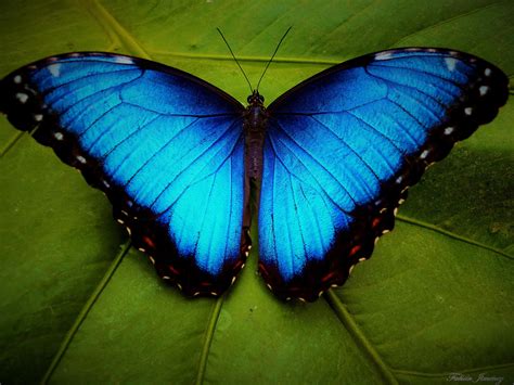 Blue morpho butterfly coloring sheet