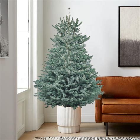 A Blue Spruce Christmas tree with ornaments