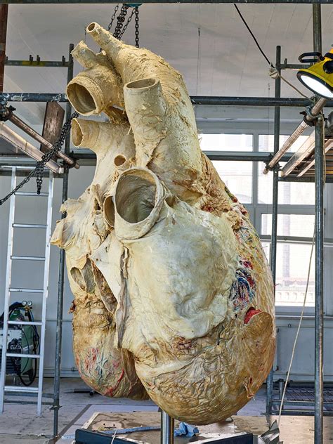 A blue whale heart, weighing around 10 tons