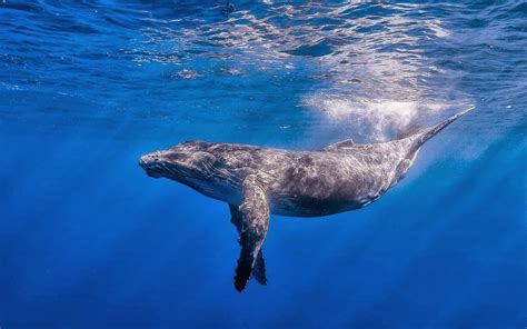 A blue whale swimming in the ocean