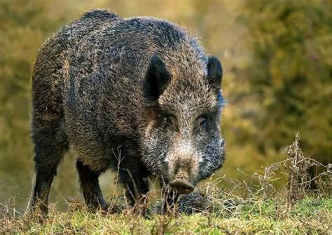 Boar Behavior