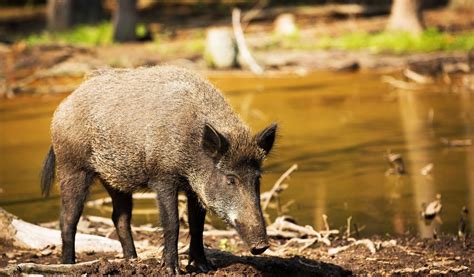 Boar Habitat