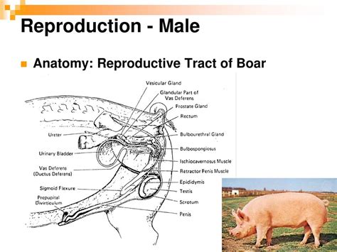 Boar Reproduction