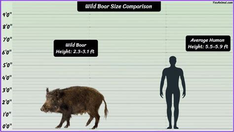 Boar Size