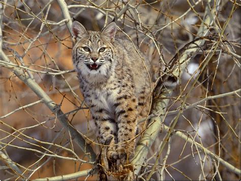 Bobcat in a Tree in the Great Dismal Swamp