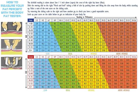 Body Fat Percentage Standards