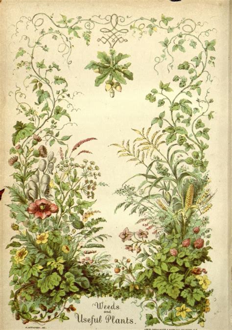 Vintage botanical print of a botanical garden