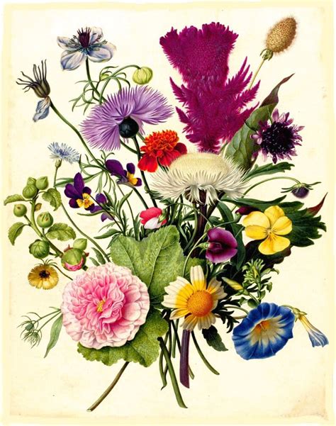 Vintage botanical print of a bouquet of flowers