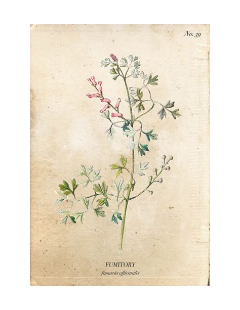 Vintage botanical print of a branch of flowers