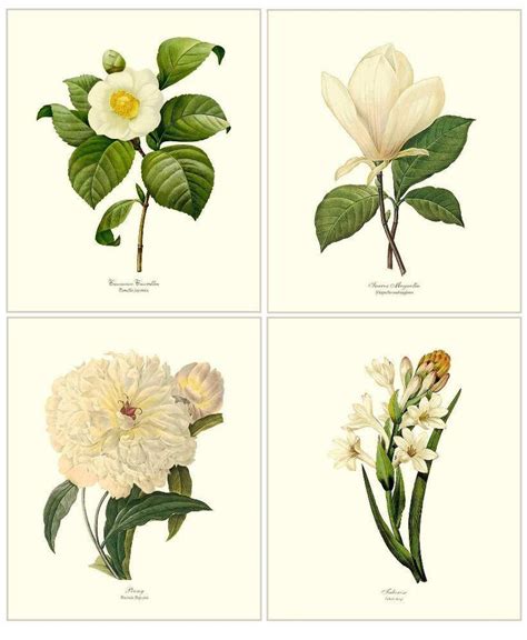 Vintage botanical print of a flower