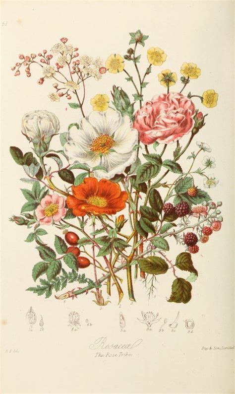 Vintage botanical print of a flower arrangement