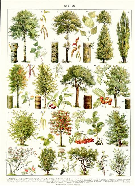 Vintage botanical print of a tree