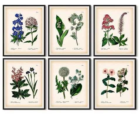 Botanical Prints