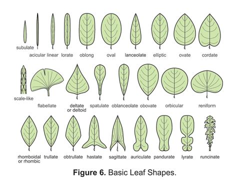 Botany terms