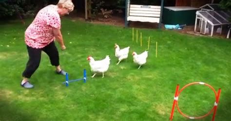 Break Chicken Obstacles