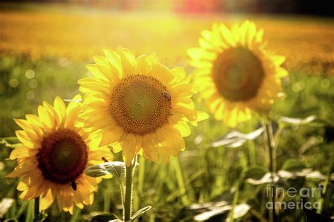 Bright Sunflowers