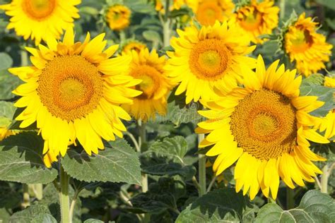 Bright Sunflowers