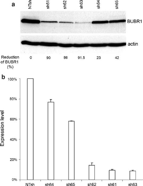 Bub1b gene expression