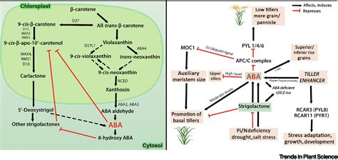 An illustration of bud function